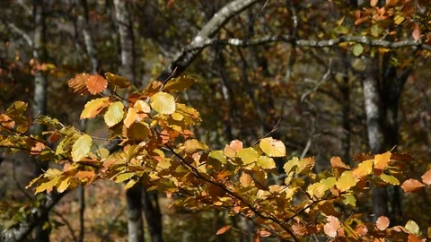 Autumn forest Stock Footage 119633524