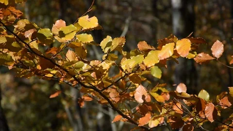 Autumn forest Stock Footage 119635144