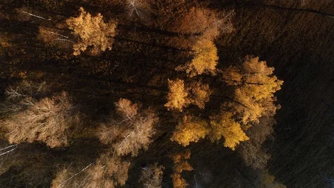 Autumn forest Stock Footage 119704722