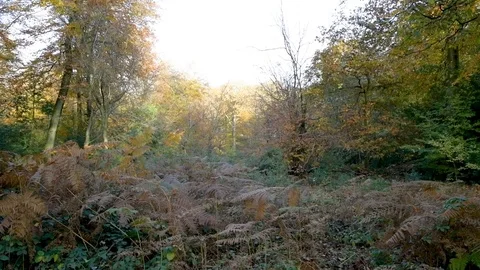 Autumn forest Stock Footage 120063581