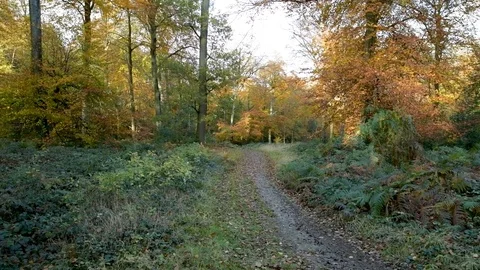 Autumn forest Stock Footage 120063582