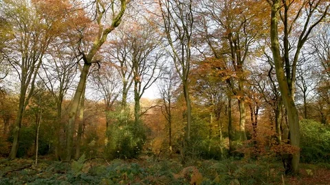 Autumn forest Stock Footage 120063586