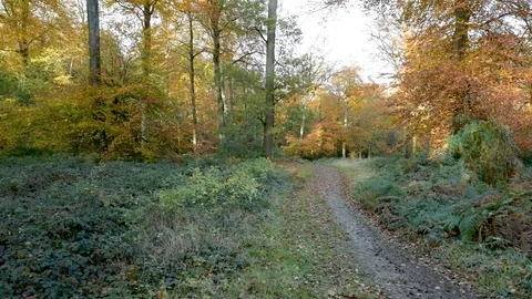 Autumn forest Stock Footage 120063589