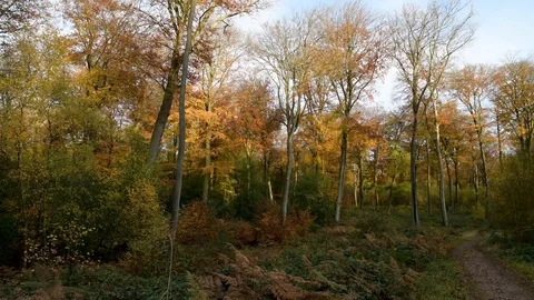 Autumn forest Stock Footage 120063594