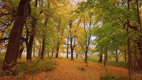 Autumn forest Stock Footage 121387194