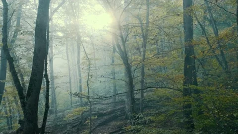 Autumn forest Stock Footage 131210001