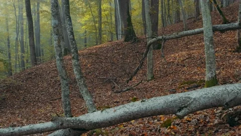 Autumn forest Stock Footage 131210035