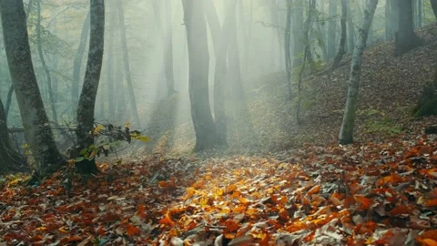 Autumn forest Stock Footage 131210147