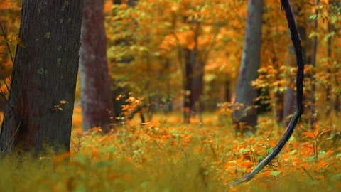 Autumn forest Stock Footage 133656970