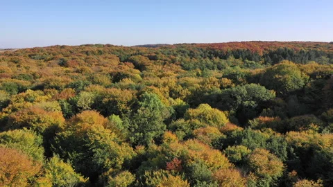 Autumn forest Video stock 136260785