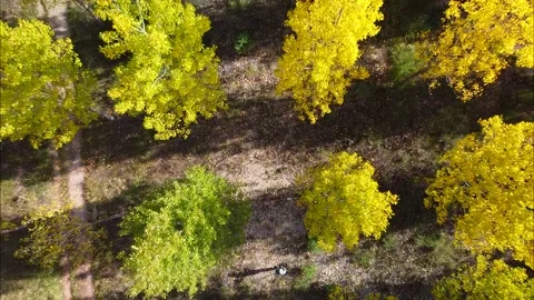 Autumn forest Stock Footage 139960006