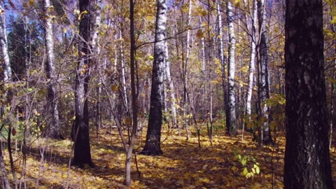 Autumn Forest Video stock 141714134