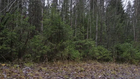 Autumn forest Stock Footage 142067267