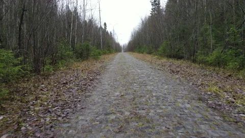 Autumn forest Stock Footage 142068385