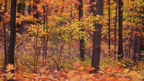 Autumn forest Stock Footage 142167791