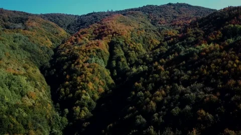 Autumn in the forest Stock Footage