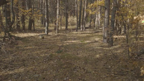 Autumn forest Stock Footage 142416998