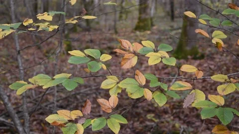 Autumn forest Stock Footage 142602963