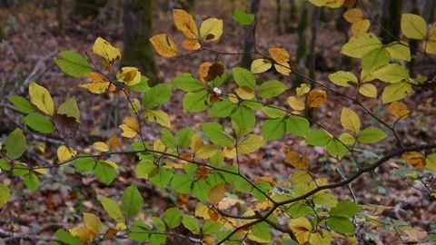 Autumn forest Stock Footage 142900316