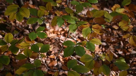 Autumn forest Stock Footage 142989841