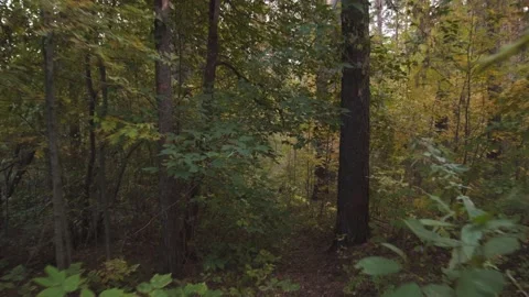 Autumn forest. Stock Footage 147267389