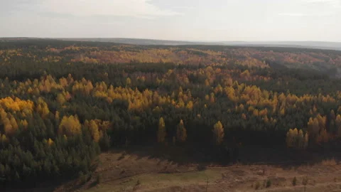 Autumn forest Stock Footage 147287005