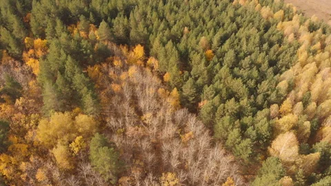 Autumn Forest Stock Footage 147289885