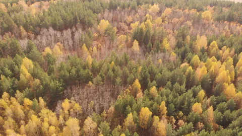 Autumn Forest Stock Footage 147290203