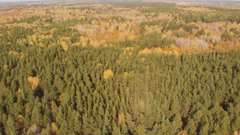 Autumn forest Stock Footage 147451344