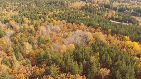 Autumn Forest Stock Footage 147452434