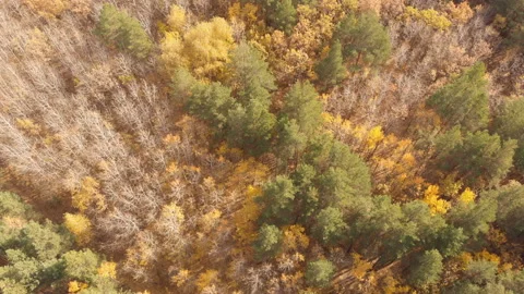 Autumn Forest Stock-Footage 147509304