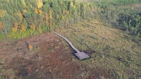 Autumn forest Stockbeeldmateriaal 161795914