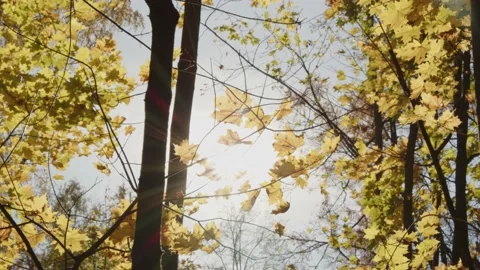 Autumn forest Stock Footage 162768318