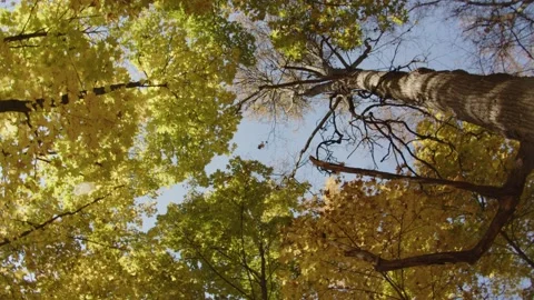 Autumn forest Video stock 162768349