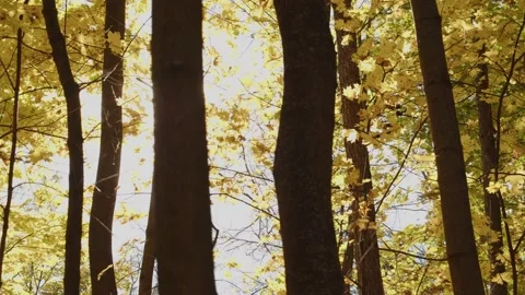 Autumn forest Stock Footage 162768366