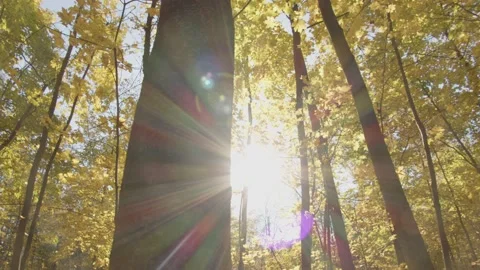 Autumn forest Stock Footage 162768390