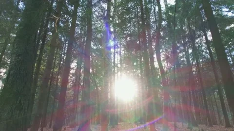 Autumn forest Stockbeeldmateriaal 163436684