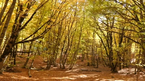 Autumn Forest 스톡 동영상 163641016