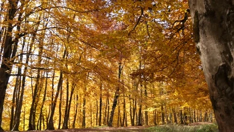 Autumn in Forest 스톡 동영상 163641199