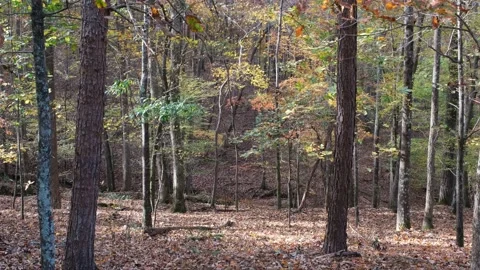 Autumn in the forest Stock Footage 164330030