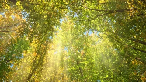 Into the autumn forest. Stock Footage 164347410