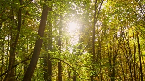 Into the autumn forest Stock Footage 164347415