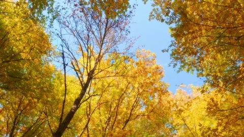 Into the autumn forest.  Stock Footage 164347435