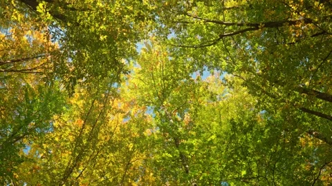 Into the autumn forest Stock Footage 164347438