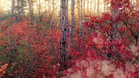 Into the autumn forest. Stock Footage 164347801