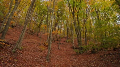Into the autumn forest. Stock Footage 164347904