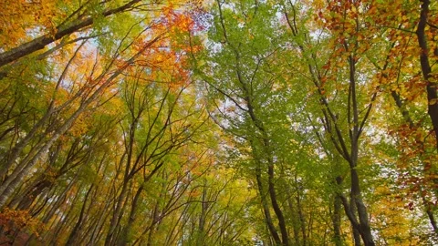Into the autumn forest. Stock Footage 164347979