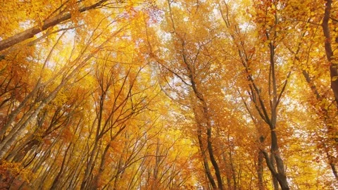Into the autumn forest. Stock Footage 164348056