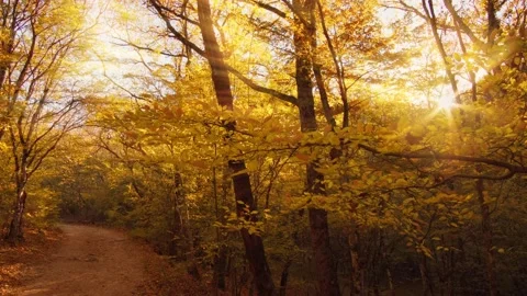 Into the autumn forest.  Stock Footage 164348057