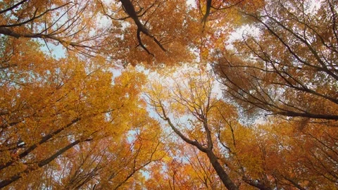 Into the autumn forest Stock Footage 164348094